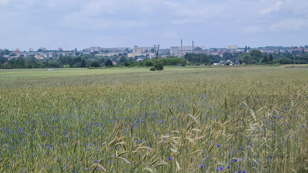 Działka Sprzedaż Stargard 1
