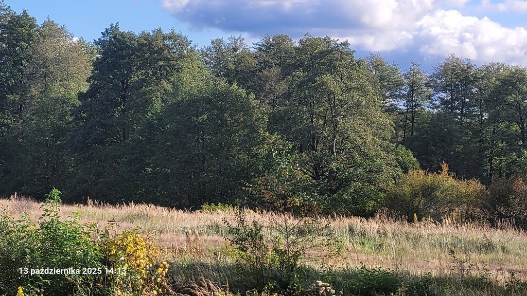 Działka Sprzedaż Rajsko 1