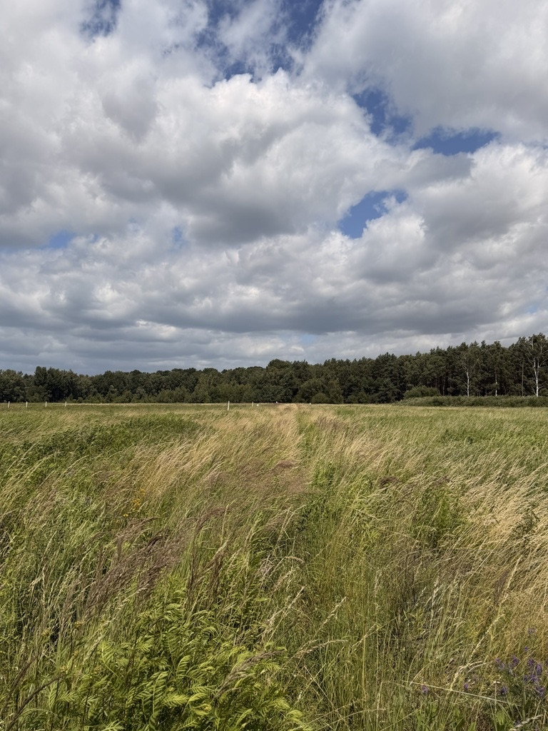 Działka Sprzedaż Niedźwiedź 6