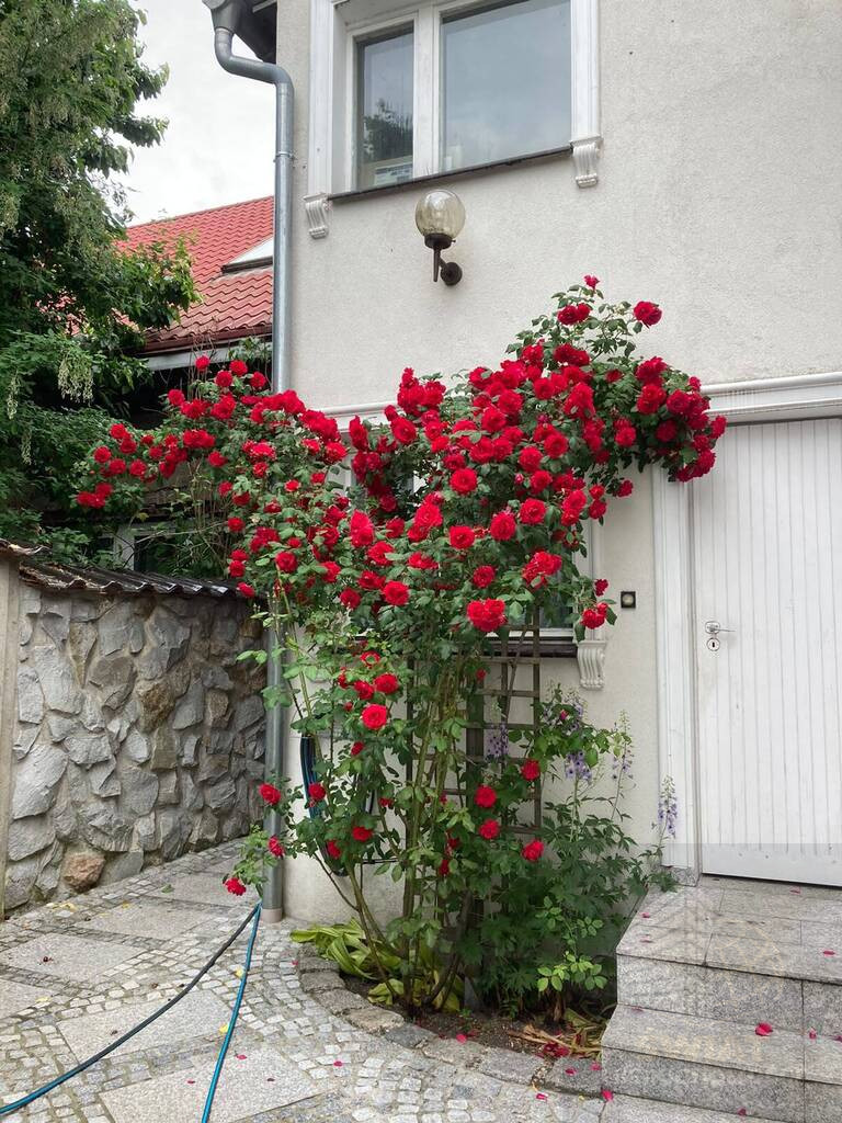 Dom Sprzedaż Wolin 34