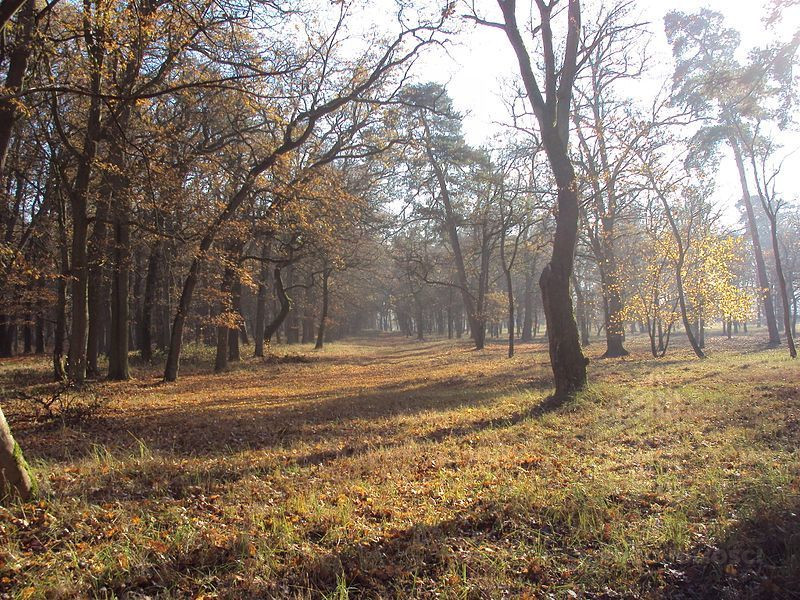 Działka Sprzedaż Rzędziny