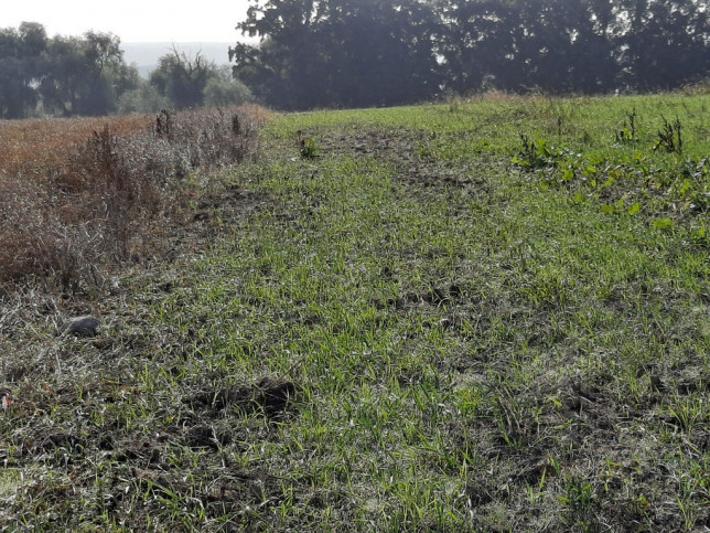 Działka Sprzedaż Kurów 8
