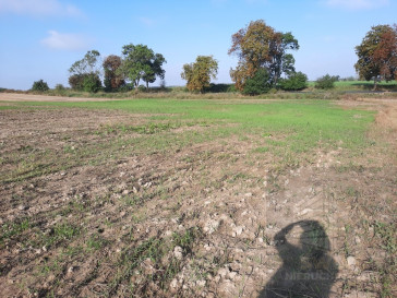 Działka Sprzedaż Kurów