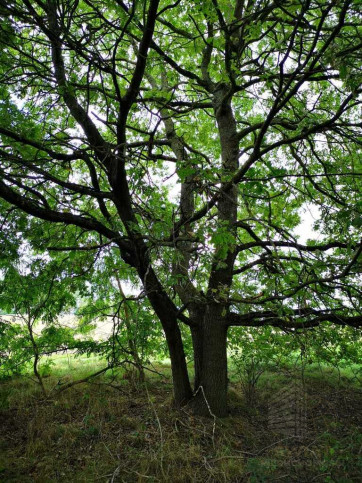 Działka Sprzedaż Świeszewo 5