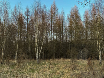 Działka Sprzedaż Błotno Błotny Młyn
