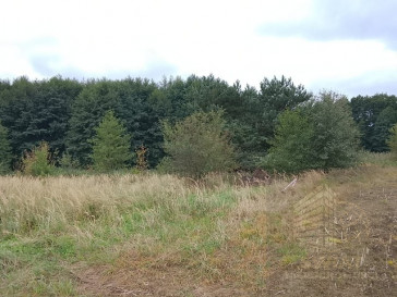 Działka Sprzedaż Stara Dąbrowa
