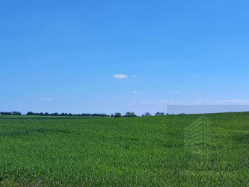Działka Sprzedaż Grabowo
