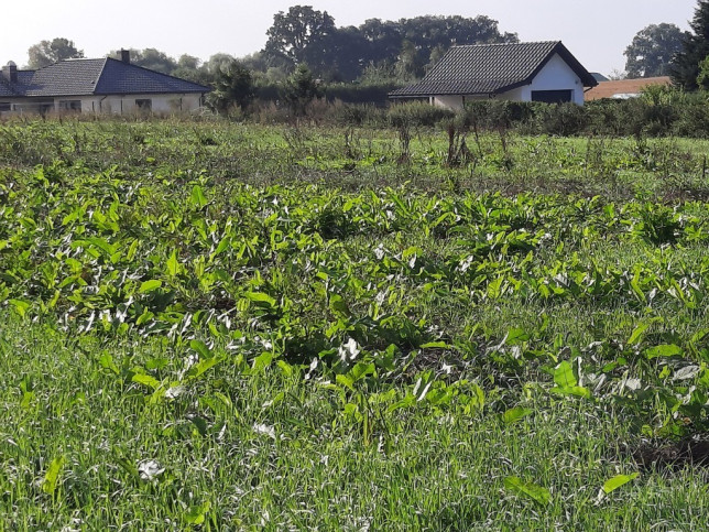 Działka Sprzedaż Kurów Na Klifie 4