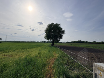 Działka Sprzedaż Przęsocin