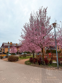 Mieszkanie Sprzedaż Szczecin Warszewo