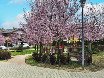 Mieszkanie Sprzedaż Szczecin Warszewo