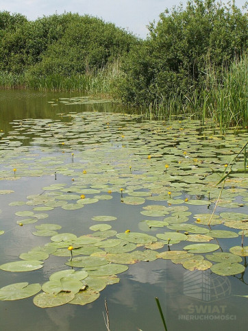Działka Sprzedaż Giżyn 3
