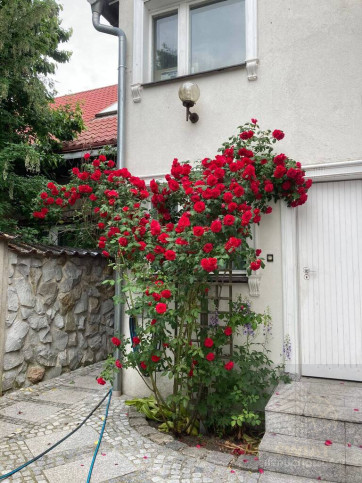 Dom Sprzedaż Wolin 34