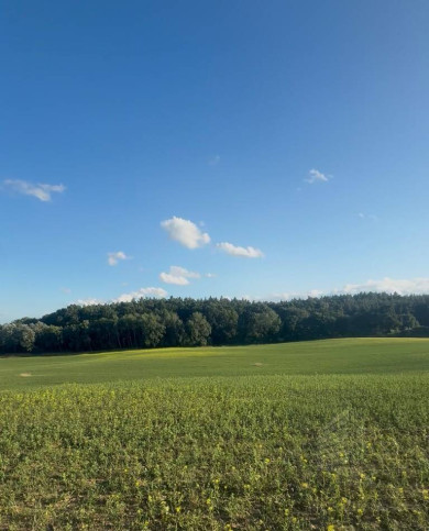 Działka Sprzedaż Buk 1