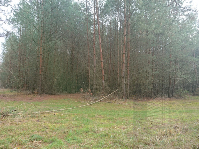 Działka Sprzedaż Starzyce 1