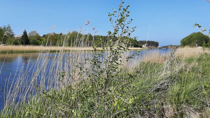 Działka Sprzedaż Mrzeżyno 8