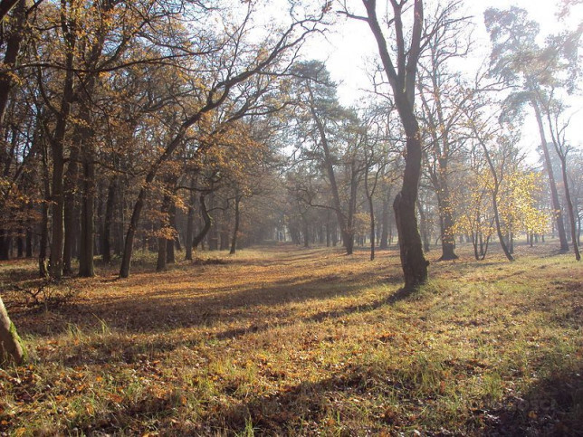 Działka Sprzedaż Rzędziny 19