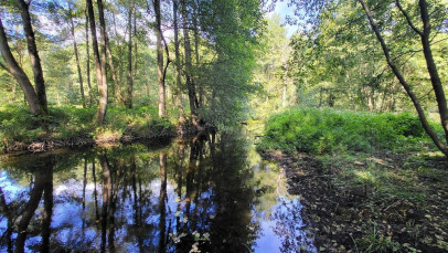Działka Sprzedaż Staw