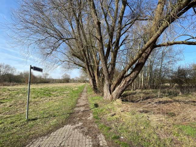 Działka Sprzedaż Trzebież 5
