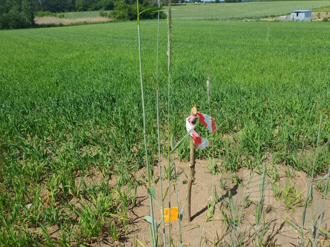 Działka Sprzedaż Zieleniewo 7