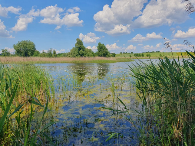 Działka Sprzedaż Zieleniewo 3