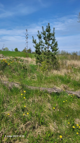 Działka Sprzedaż Zieleniewo 3