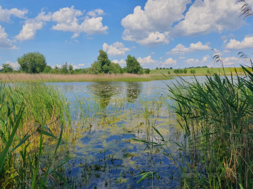 Działka Sprzedaż Zieleniewo
