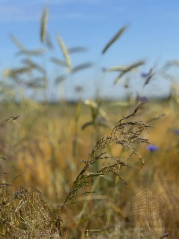 Działka Sprzedaż Goleniów 4