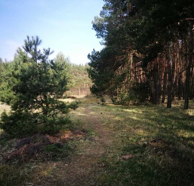 Działka przy lesie, 1168m2, Kobylanka.