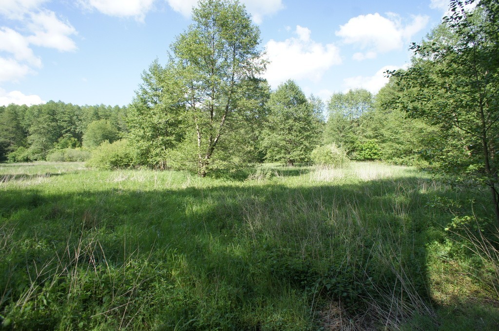 Tarnówko, działka rolna w środku lasu