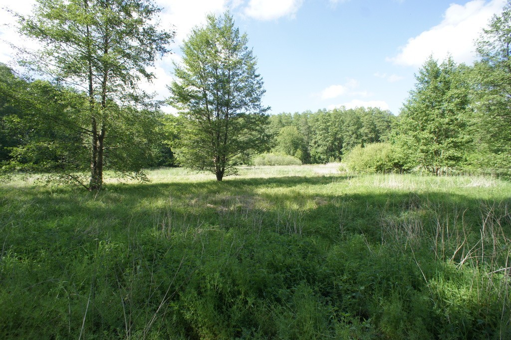 Tarnówko, działka rolna w środku lasu