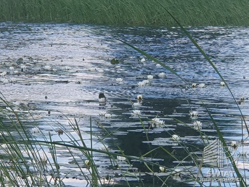 Działka na sprzedaż, Bierzwnik Zieleniewo, 3030 m² — INB20564, zdjęcie 6