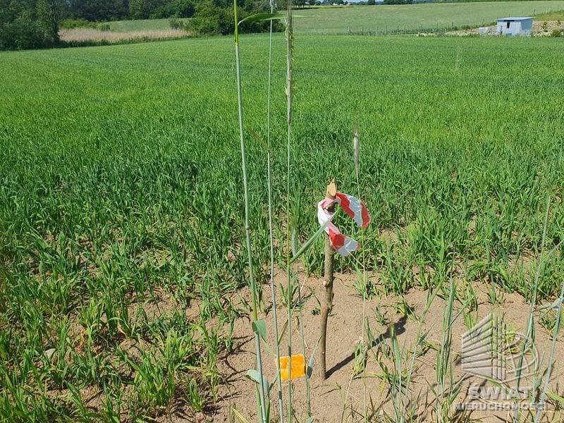 Działka na sprzedaż, Bierzwnik Zieleniewo, 3031 m² — INB20565, zdjęcie 5