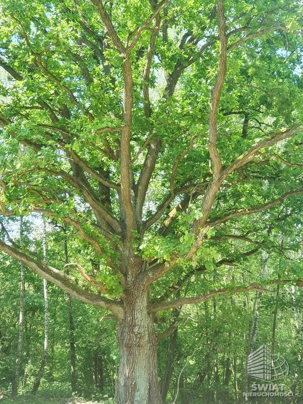 Działka na sprzedaż, Bierzwnik Zieleniewo, 3031 m² — INB20567, zdjęcie 6