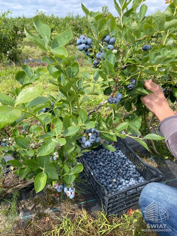 Nieruchomość na sprzedaż, Chociwel — HOR21431, zdjęcie 5